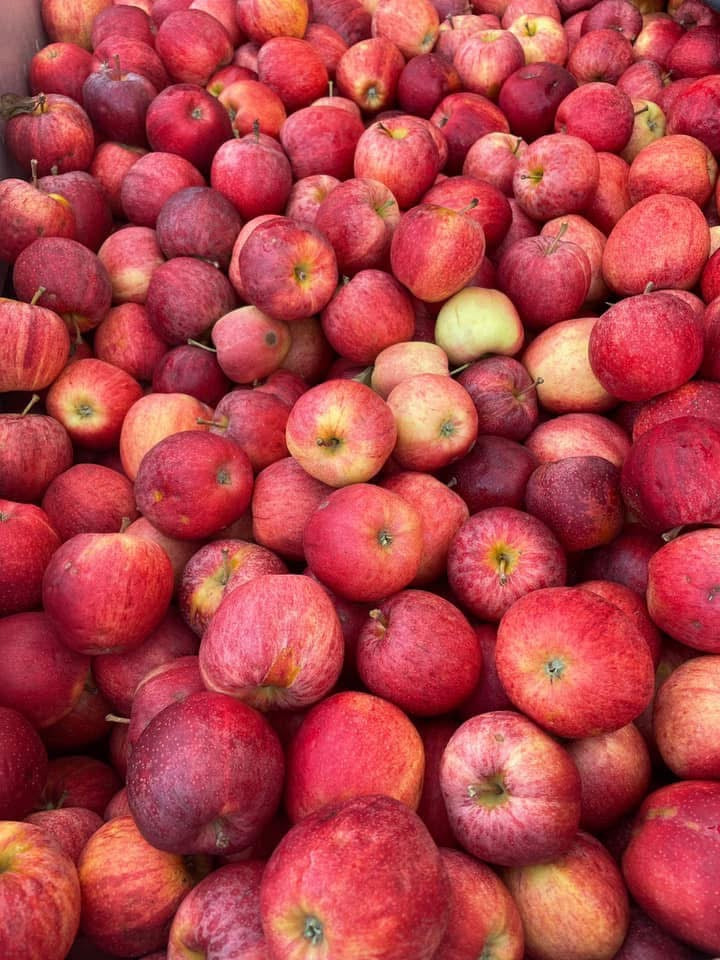 Apfel im Eichenfass